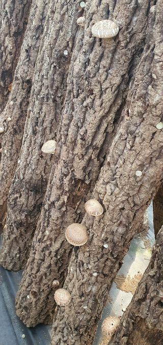 한밭농원님의 자유주제 · 자유게시판 작성글 사진