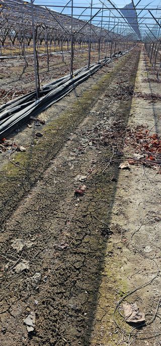 뿌리묘목농원님의 자유주제 · 자유게시판 작성글 사진