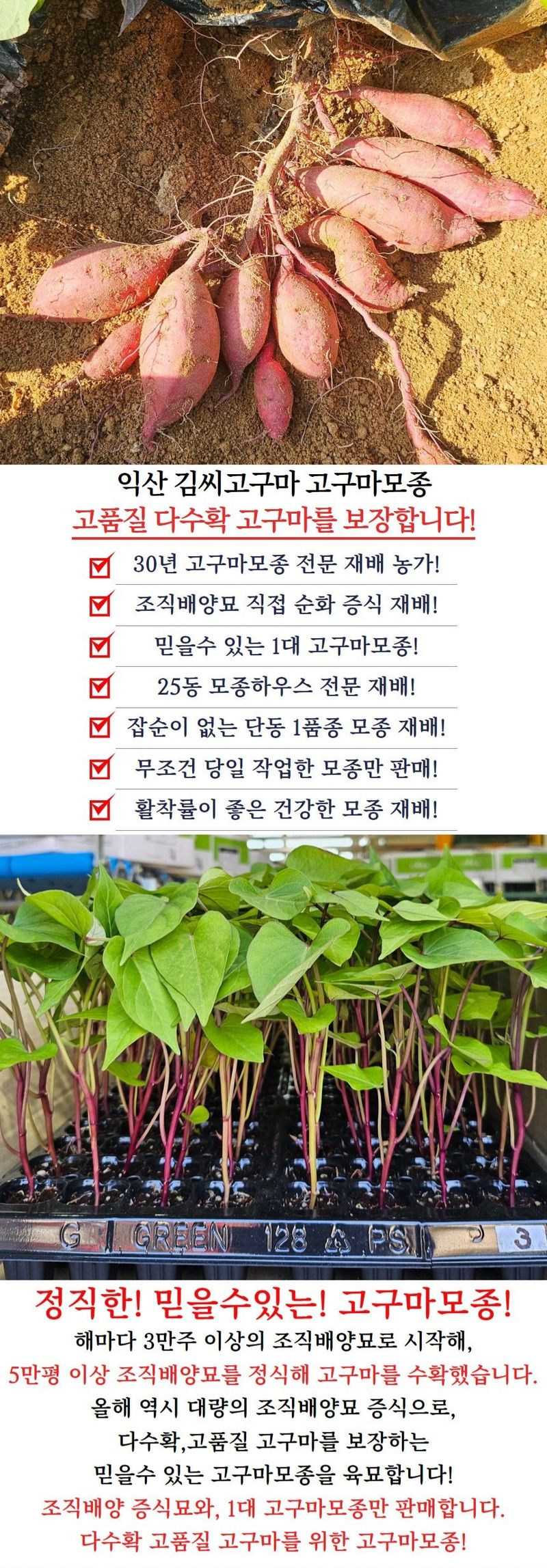 김동수님의 장터 판매 상품 [25 익산 1대 고구마모종(95-100주) 꿀 호박 밤] 첨부 사진