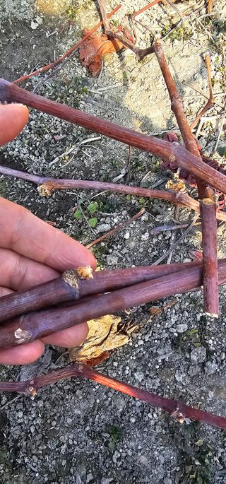 뿌리묘목농원님의 자유주제 · 자유게시판 작성글 사진