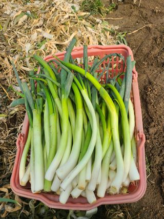 머위농장님의 자유주제 · 자유게시판 작성글 사진