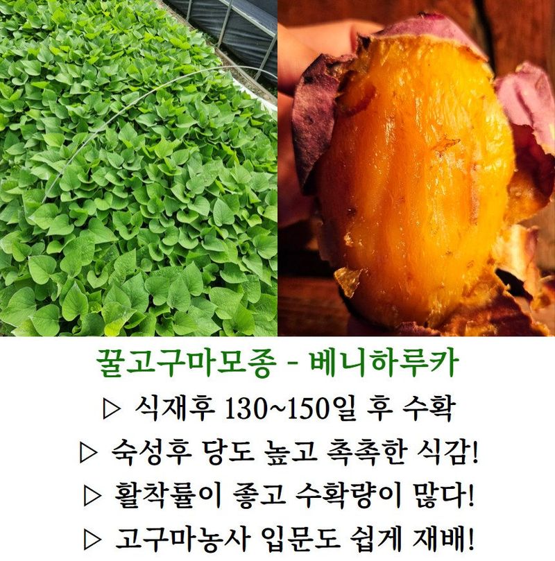 김동수님의 장터 판매 상품 [25 익산 1대 고구마모종 10단 꿀 호박 밤] 첨부 사진
