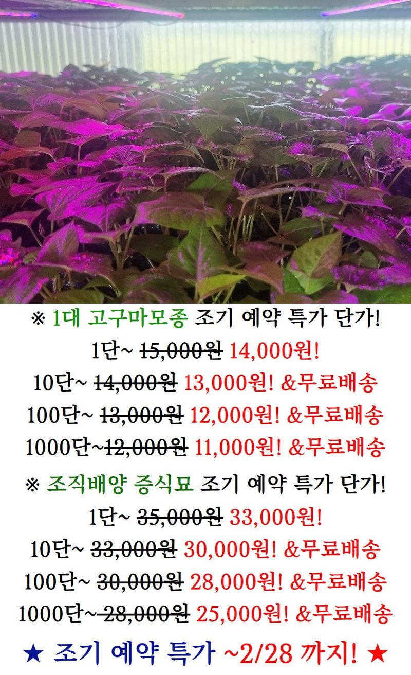 김동수님의 장터 판매 상품 [25 익산 1대 고구마모종(95-100주) 꿀 호박 밤] 첨부 사진