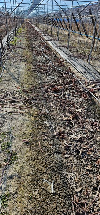 뿌리묘목농원님의 자유주제 · 자유게시판 작성글 사진