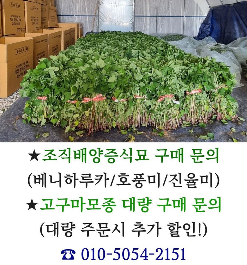 김동수님의 장터 판매 상품 [25 익산 1대 고구마모종(95-100주) 꿀 호박 밤] 첨부 사진