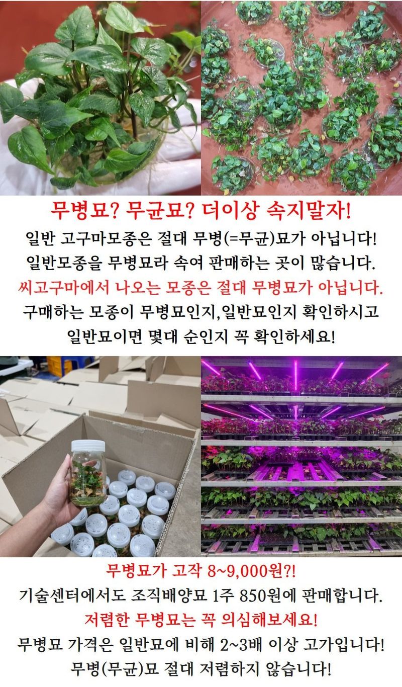 김동수님의 장터 판매 상품 [25 익산 1대 고구마모종(95-100주) 꿀 호박 밤] 첨부 사진