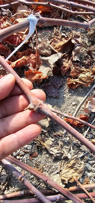 뿌리묘목농원님의 자유주제 · 자유게시판 작성글 사진