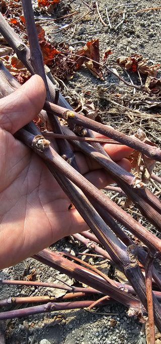 뿌리묘목농원님의 자유주제 · 자유게시판 작성글 사진