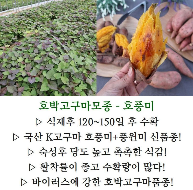 김동수님의 장터 판매 상품 [25 익산 1대 고구마모종(95-100주) 꿀 호박 밤] 첨부 사진