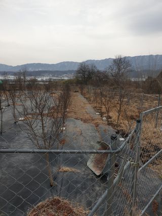 고추29286님의 농사, 무엇이든 물어보세요! · 참여글 작성글 사진