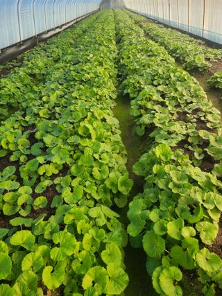 머위농장님의 자유주제 · 자유게시판 작성글 사진