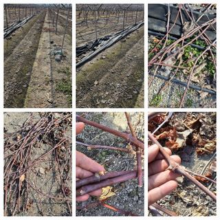 뿌리묘목농원님의 자유주제 · 자유게시판 작성글 사진