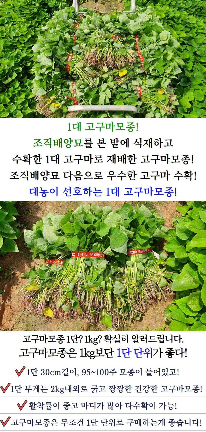 김동수님의 장터 판매 상품 [25 익산 1대 고구마모종 10단 꿀 호박 밤] 첨부 사진