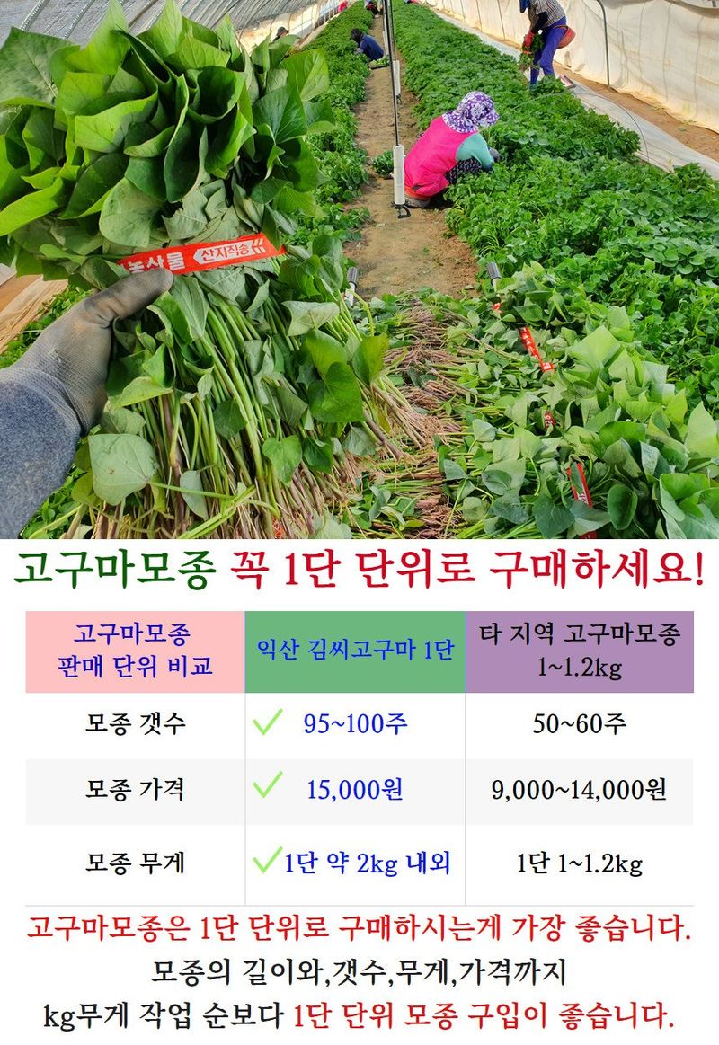 김동수님의 장터 판매 상품 [25 익산 1대 고구마모종(95-100주) 꿀 호박 밤] 첨부 사진