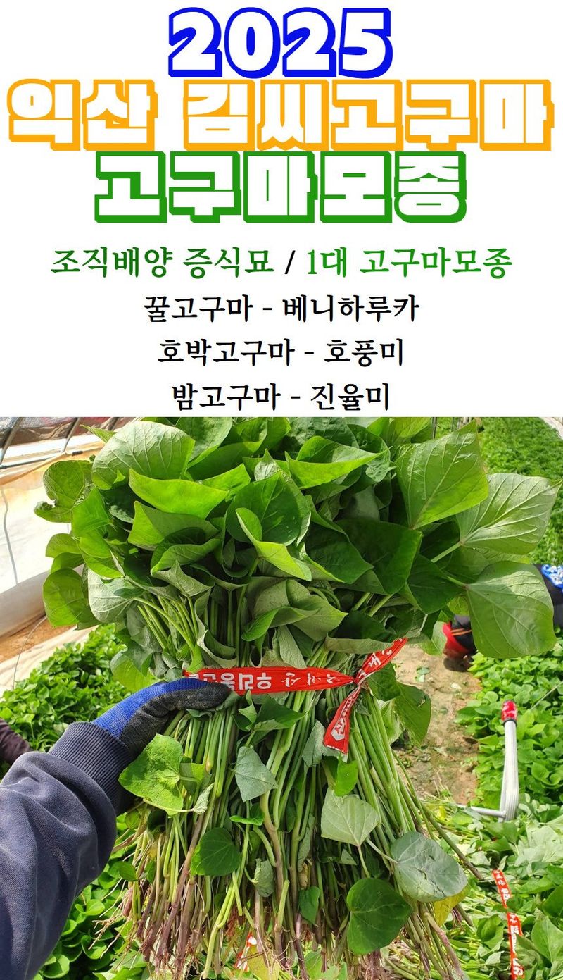 김동수님의 장터 판매 상품 [25 익산 1대 고구마모종(95-100주) 꿀 호박 밤] 첨부 사진
