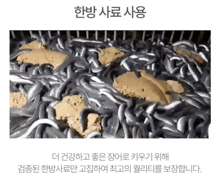 스피드번님의 장터 판매 상품 [고창 풍천 장어 ] 첨부 사진