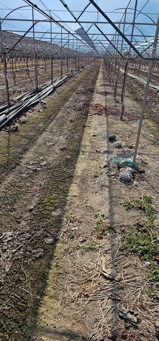 뿌리묘목농원님의 자유주제 · 자유게시판 작성글 사진