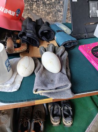 사내님의 자유주제 · 자유게시판 작성글 사진