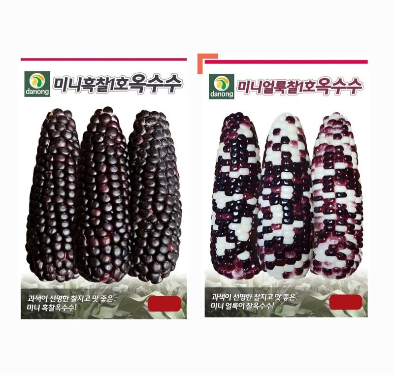 장터 상품 [[소형찰옥수수씨앗] 미니찰옥수수] 썸네일