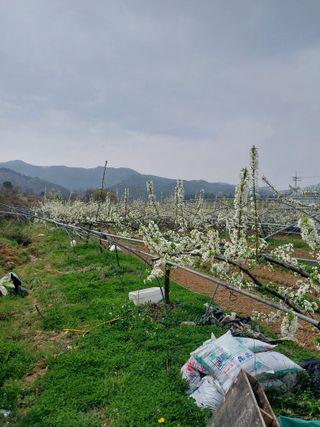 팜모닝회원 최창락 님의 자유주제 · 자유게시판 작성글 사진