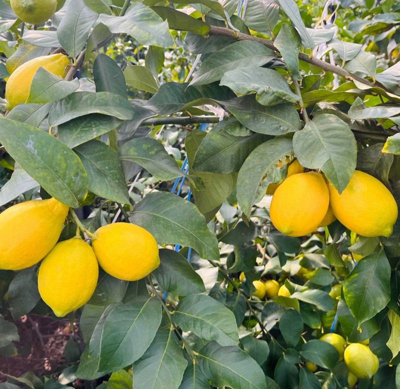 제주빅팜님의 장터 판매 상품 [레몬 상품] 첨부 사진