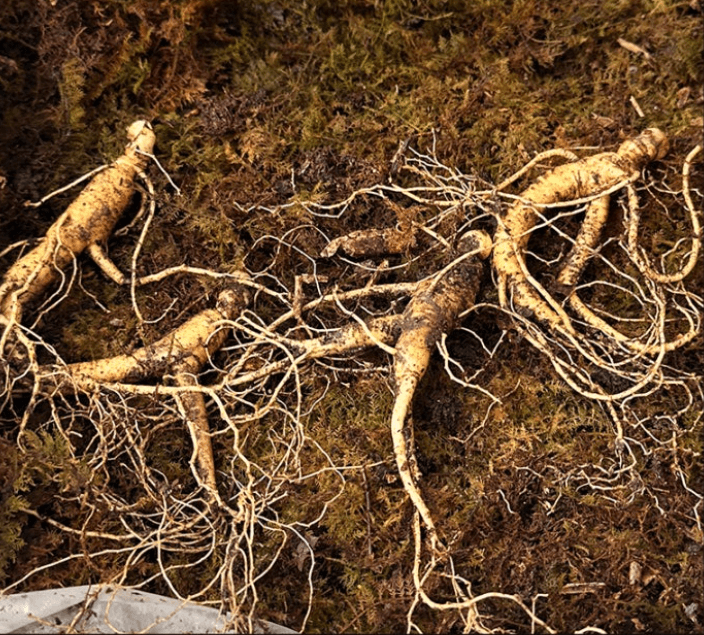 장터 상품 [기획상품 [산양삼]] 썸네일