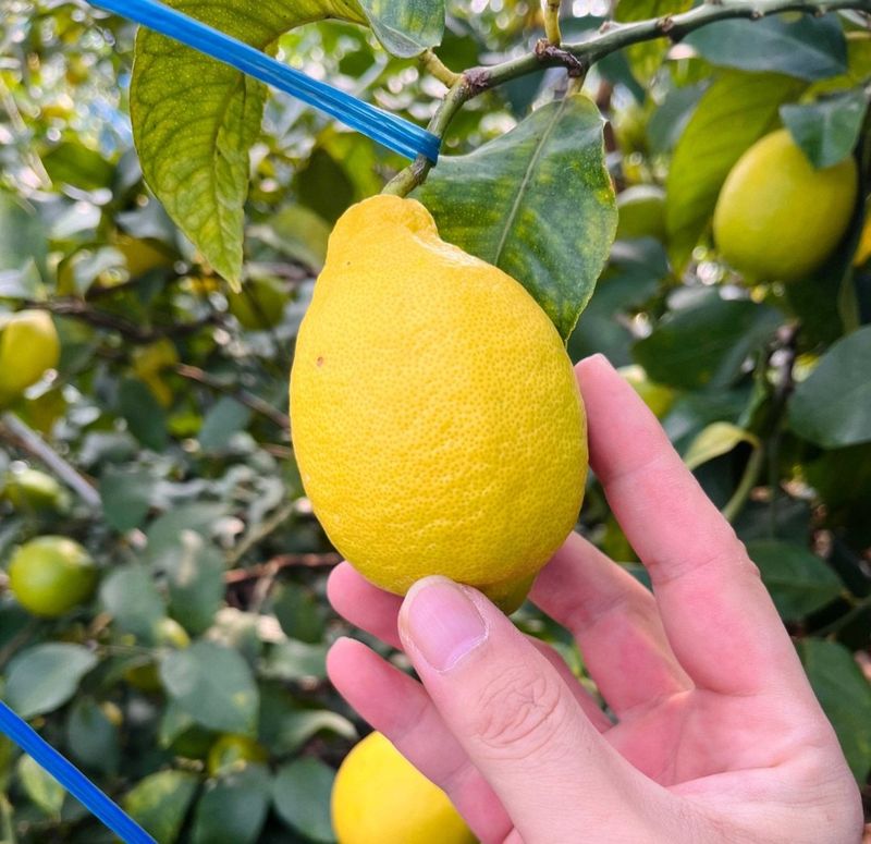 제주빅팜님의 장터 판매 상품 [레몬 상품] 첨부 사진