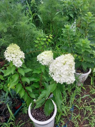 팜모닝회원 최창락 님의 자유주제 · 자유게시판 작성글 사진