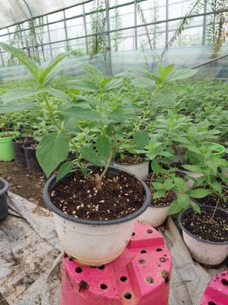 팜모닝회원 최창락 님의 자유주제 · 자유게시판 작성글 사진