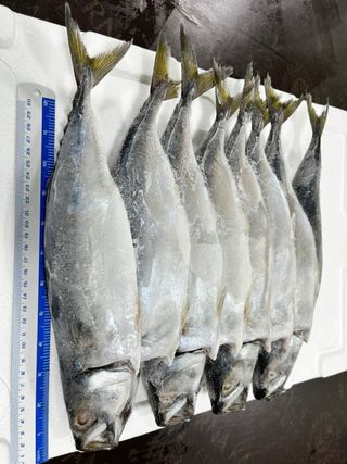 목포 물좋은수산님의 작성글 사진