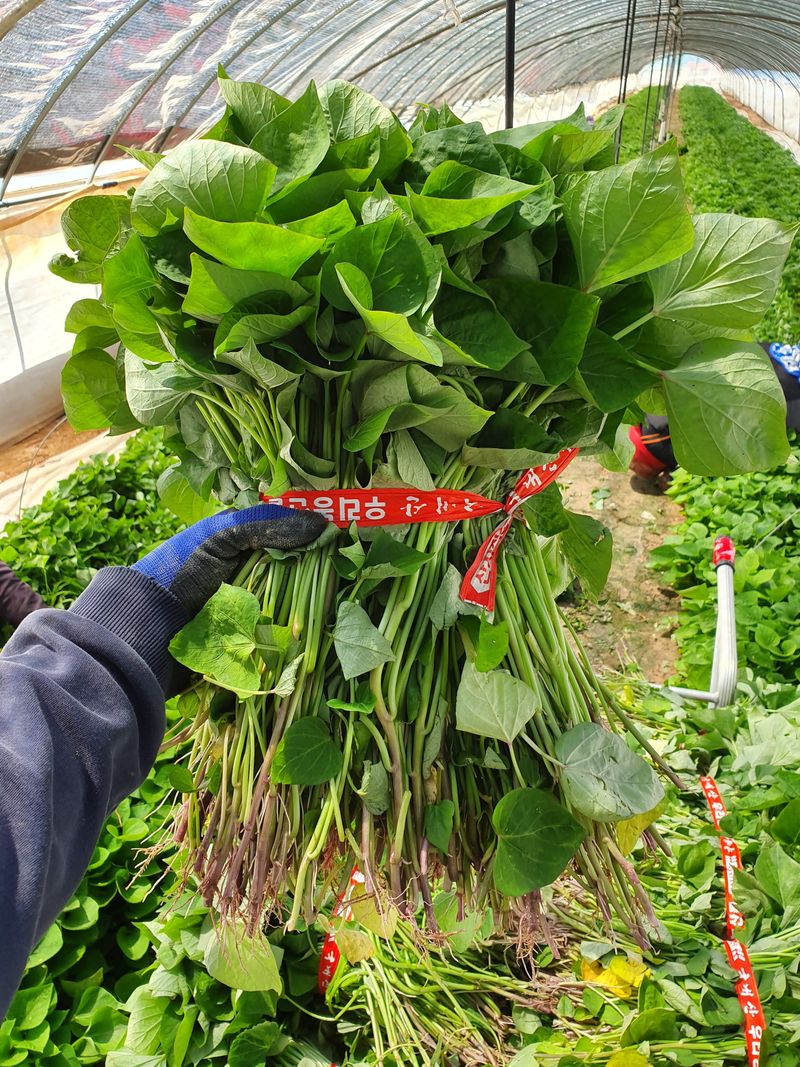 장터 상품 [25 익산 1대 고구마모종 10단 꿀 호박 밤] 썸네일