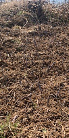 장터 상품 [복분자모종1포기] 썸네일