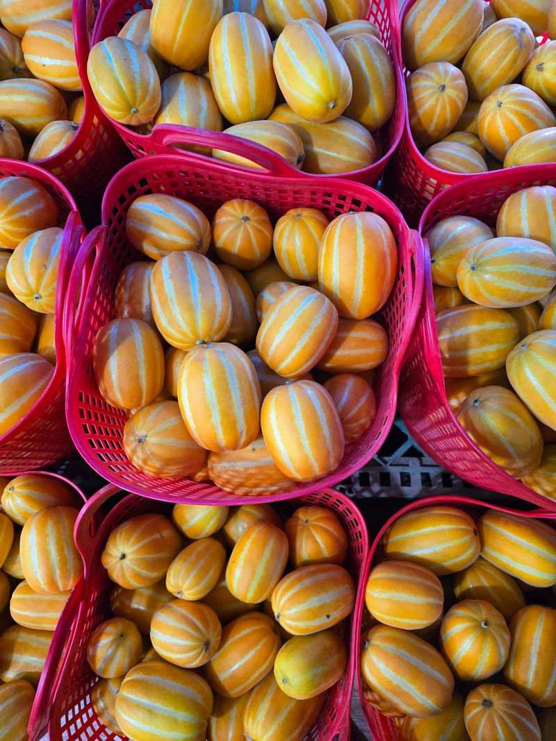 장터 상품 [헌삼이네 참외  10kg.5kg.3kg 팜니다] 썸네일