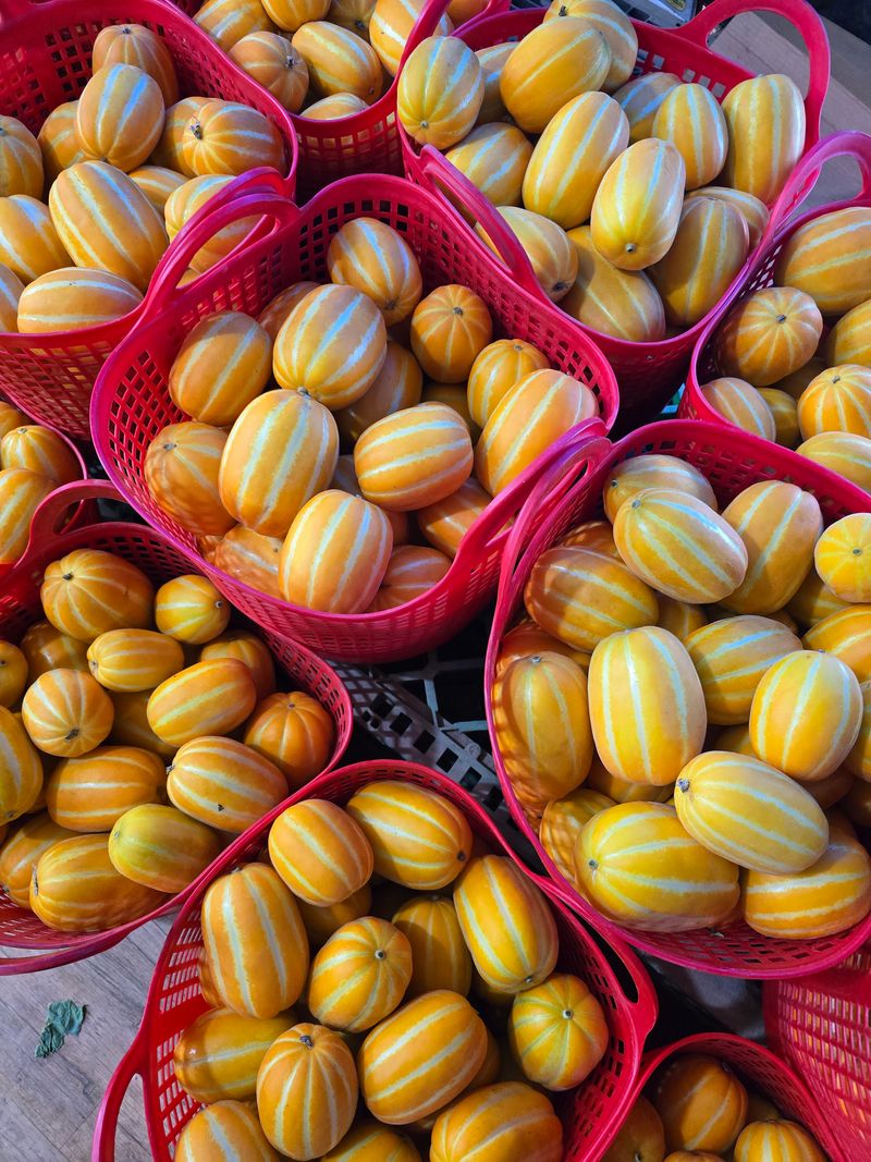 아들만셋 ♡님의 장터 판매 상품 [헌삼이네 참외  10kg.5kg.3kg 팜니다] 첨부 사진