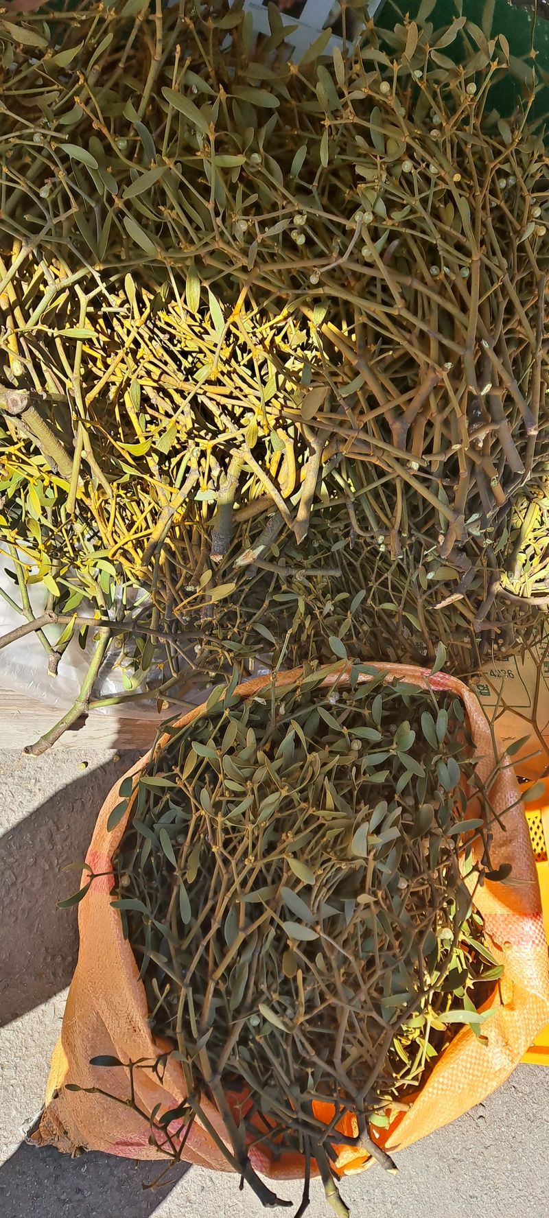 장터 상품 [겨우살이] 썸네일