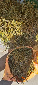 팜모닝 · 게시글 이미지