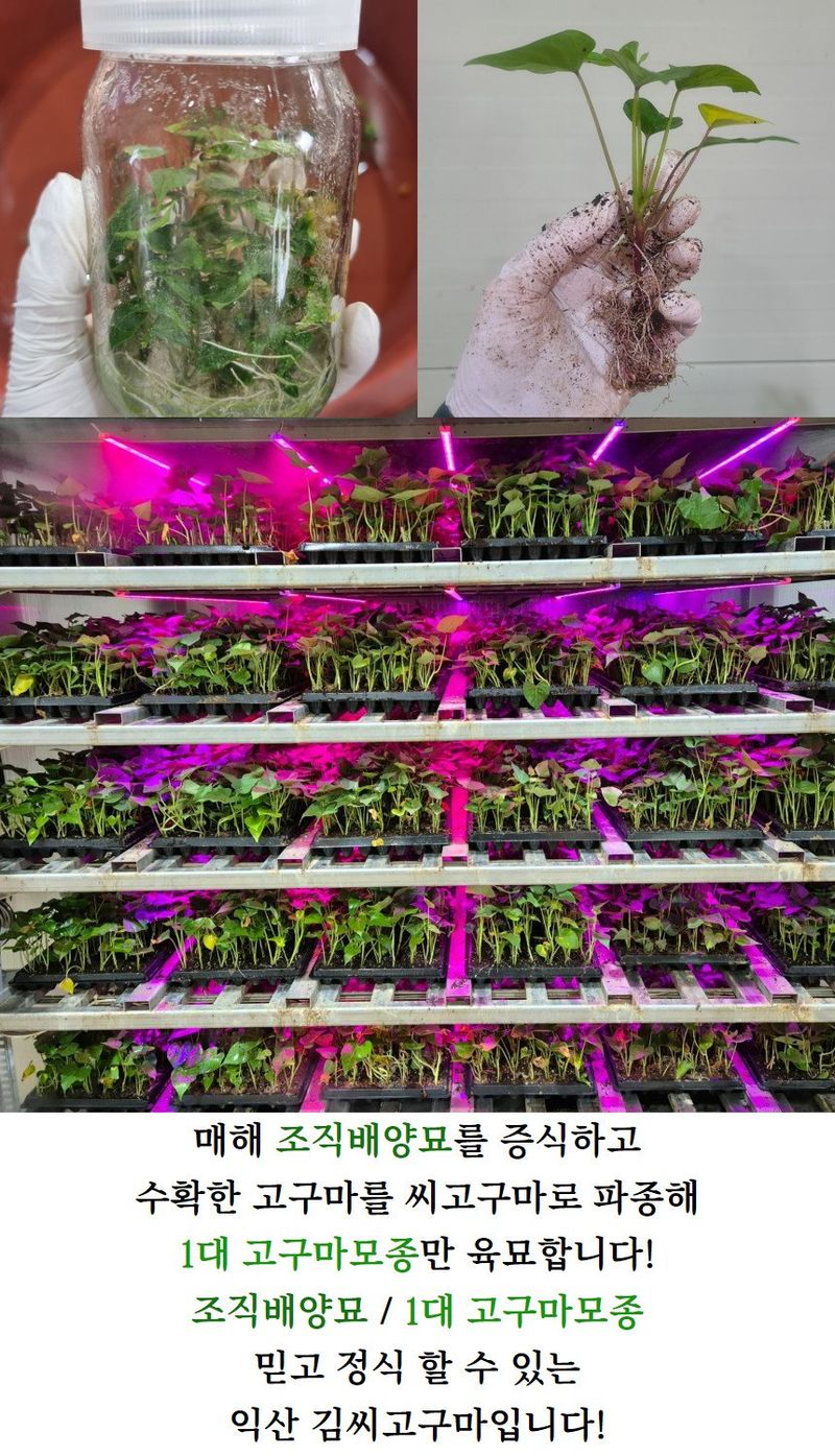 김동수님의 장터 판매 상품 [25 익산 1대 고구마모종 10단 꿀 호박 밤] 첨부 사진