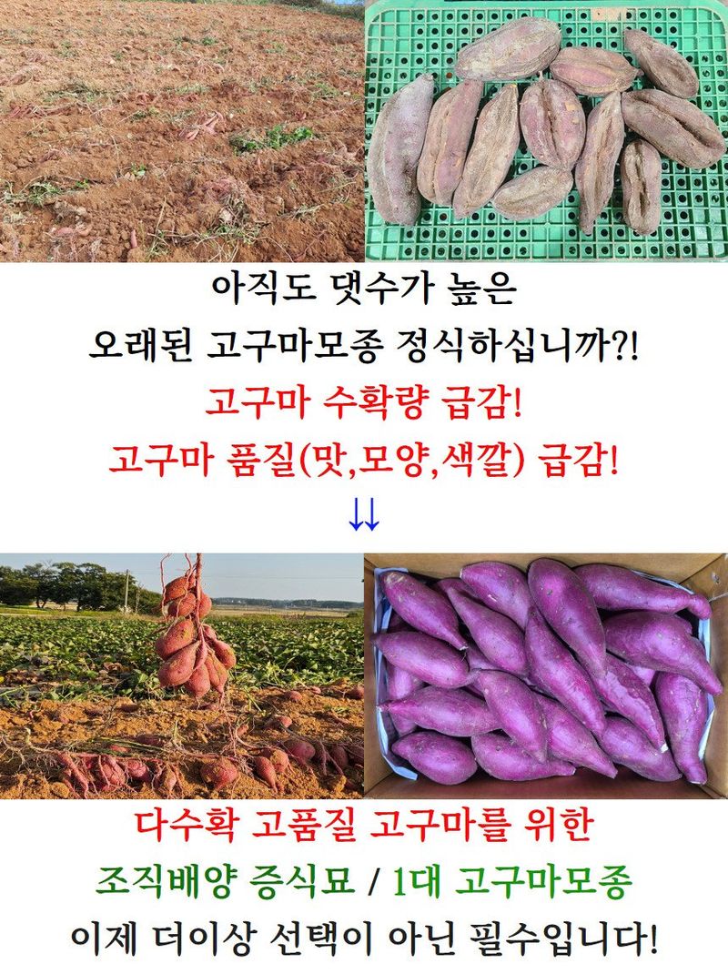 김동수님의 장터 판매 상품 [25 익산 1대 고구마모종 1단(95-100주) 꿀 호박 밤] 첨부 사진