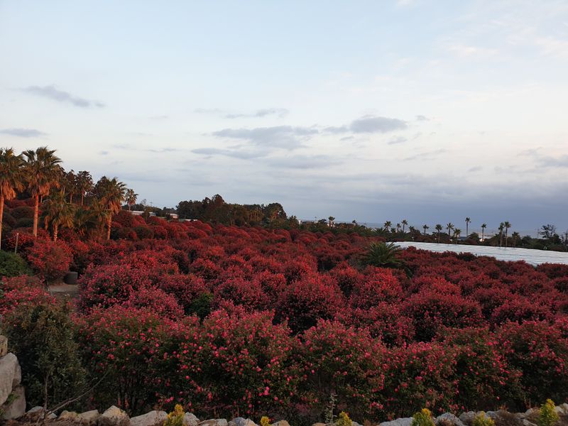 강중영님의 장터 판매 상품 [감귤 판매합니다 5kg/10kg/15kg] 첨부 사진