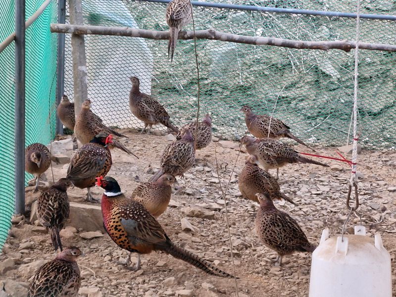 장터 상품 [꿩알 30란 ] 썸네일