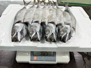 목포 물좋은수산님의 작성글 사진