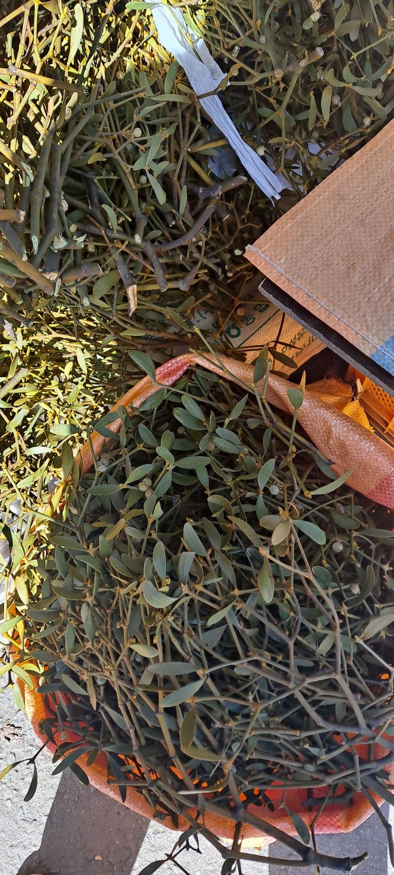 백순분님의 장터 판매 상품 [겨우살이] 첨부 사진