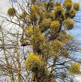 병풍취산채농원님의 자유주제 · 자유게시판 작성글 사진