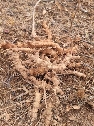 정영기대산축산농부♡님의 자유주제 · 자유게시판 작성글 사진