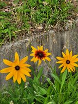 팜모닝 · 게시글 이미지