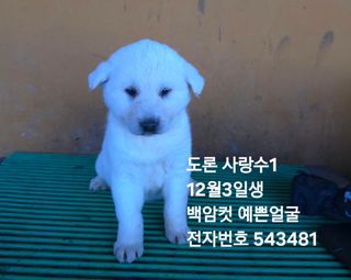 진도견나라진도개강아님의 작성글 사진