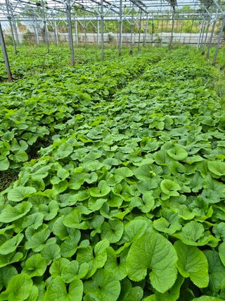 병풍취산채농원님의 자유주제 · 자유게시판 작성글 사진