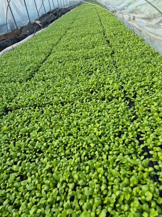 병풍취산채농원님의 자유주제 · 자유게시판 작성글 사진