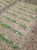 팜모닝 자유주제·자유게시판 게시글 이미지