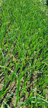 팜모닝 우리 동네 장터 자랑하기·참여글 게시글 이미지